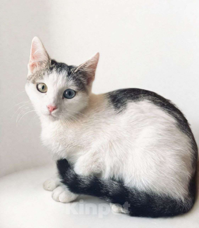 Кошки в Москве: Удивительный котенок ищет дом Девочка, Бесплатно - фото 2