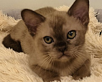 Кошки в Краснодаре: Котята бурмы Девочка, 70 000 руб. - фото 1