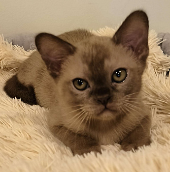 Котята бурмы