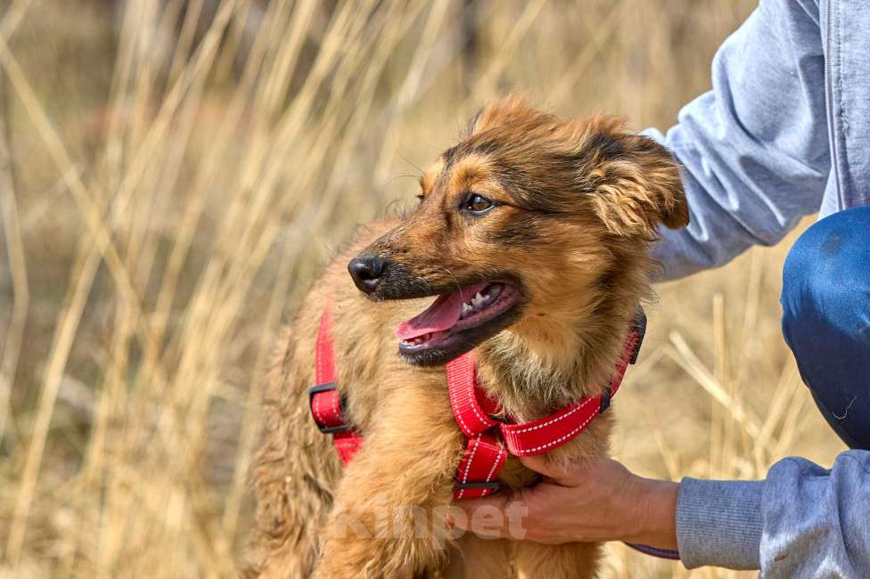 Собаки в Москве: ЗАБЕРИ МЕНЯ из приюта ДОМОЙ  Девочка, Бесплатно - фото 4