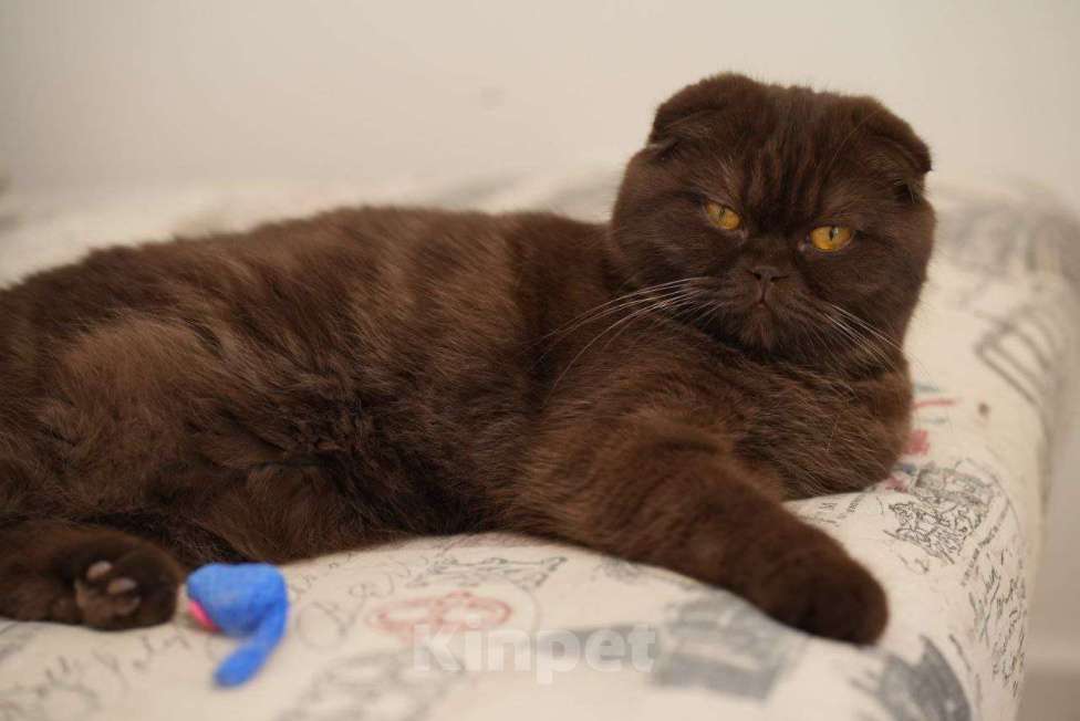 Кошки в Краснодаре: Джесси Pol Catana Девочка, 45 000 руб. - фото 3