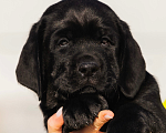 Собаки в Красноярске: Лабрадор ретривер щенки Мальчик, Бесплатно - фото 2