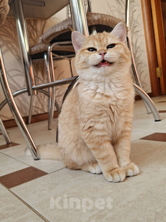 Кошки в Москве: Шотландские золотые котята Девочка, 28 000 руб. - фото 1