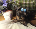 Собаки в Санкт-Петербурге: Щенки йоркширского терьера Мальчик, 22 500 руб. - фото 3