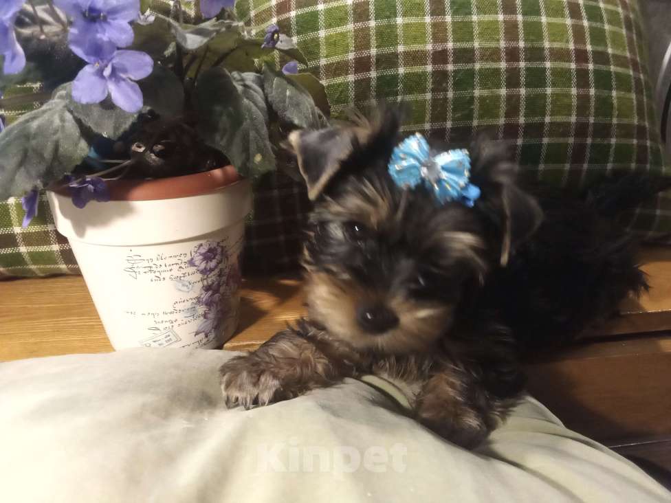 Собаки в Санкт-Петербурге: Щенки йоркширского терьера Мальчик, 22 500 руб. - фото 3