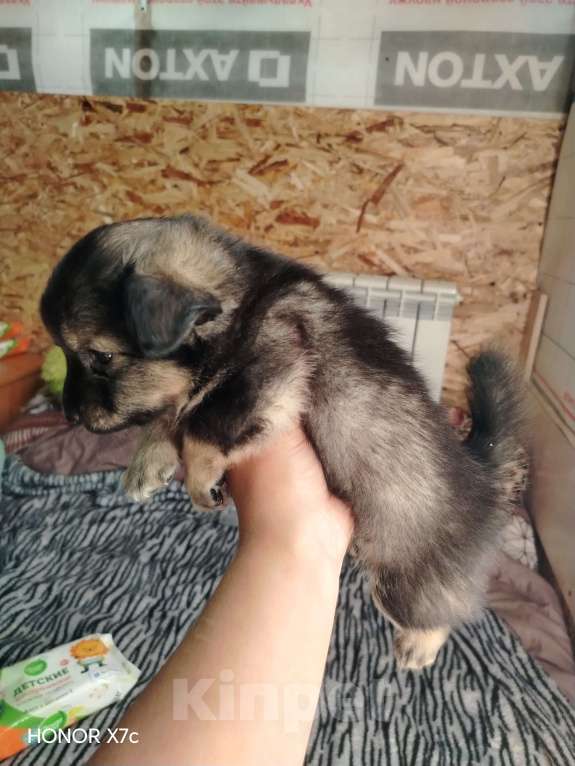 Собаки в Казани: Мини чау-чау Девочка, 6 000 руб. - фото 5