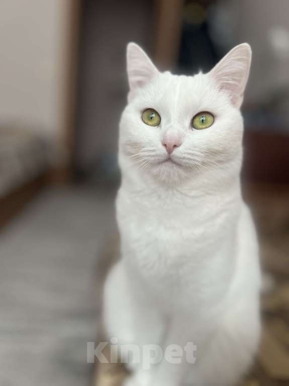 Кошки в Пензе: Пропала кошка Девочка, 5 000 руб. - фото 1