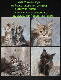 Мейн кун полидакты