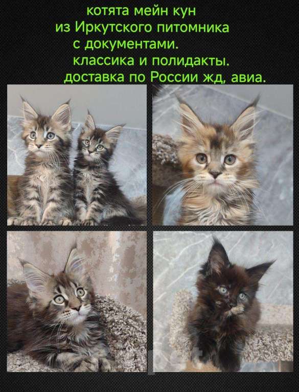 Кошки в Иркутске: Мейн кун полидакты Мальчик, 65 000 руб. - фото 1
