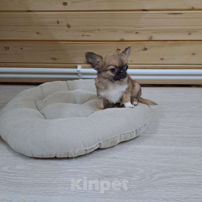 Собаки в Пушкино: Микро кросавчик Мальчик, 80 000 руб. - фото 3