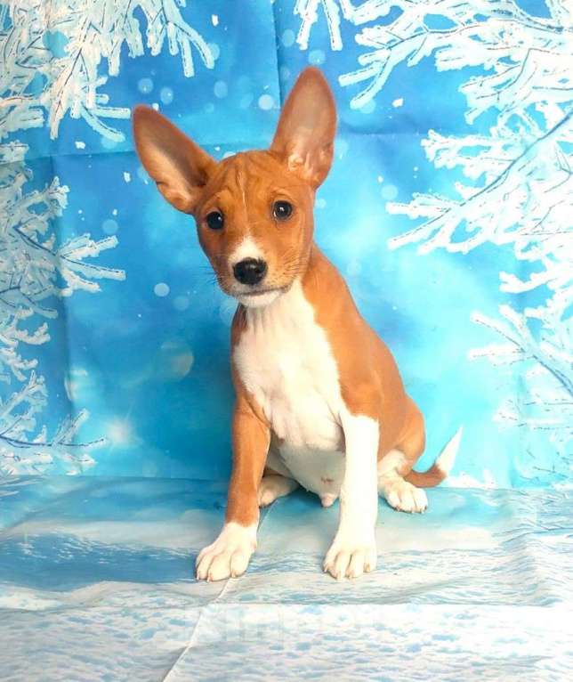 Собаки в Красноармейске: Щенки басенджи  Мальчик, 40 000 руб. - фото 1