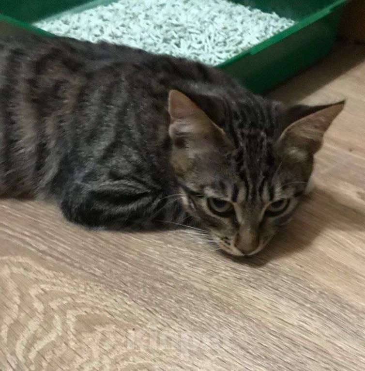 Кошки в Москве: ФераПонта Девочка, Бесплатно - фото 6