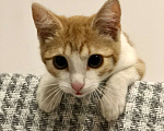 Кошки в Видном: Котёнок Ласка бесплатно Девочка, 10 руб. - фото 3