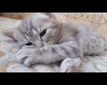 Кошки в Железнодорожном: Котяточки Мальчик, 8 000 руб. - фото 3