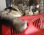 Кошки в Кизилюрте: 2 кошечки, 12 000 руб. - фото 3