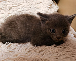 Кошки в Первоуральске: Отдам котят в добрые руки  Мальчик, 1 руб. - фото 3