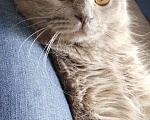 Кошки в Уссурийске: Шотландский Вислоухий кот! Вязка! Мальчик, 5 000 руб. - фото 1