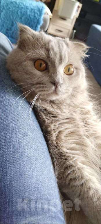 Кошки в Уссурийске: Шотландский Вислоухий кот! Вязка! Мальчик, 5 000 руб. - фото 1