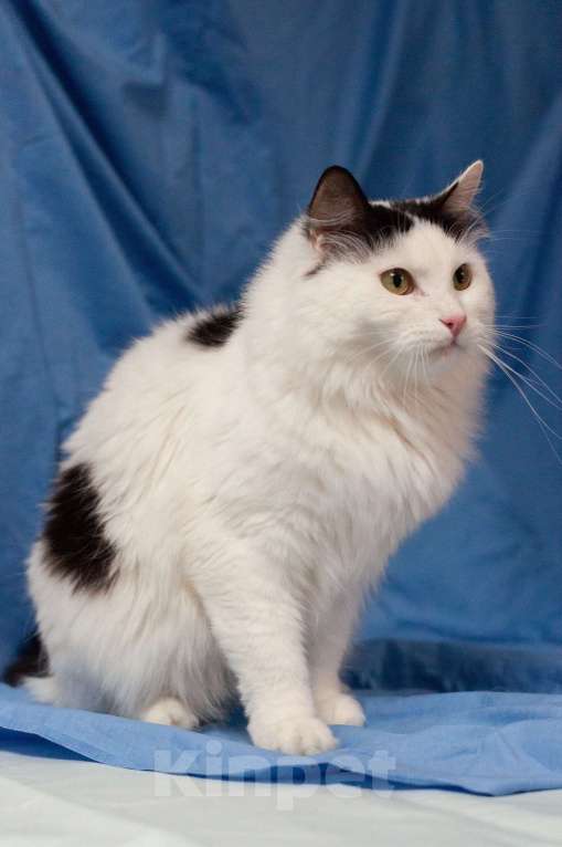 Кошки в Ногинске: Кот,  знающий толк в бабочках, ждет свою семью в приюте Мальчик, Бесплатно - фото 7