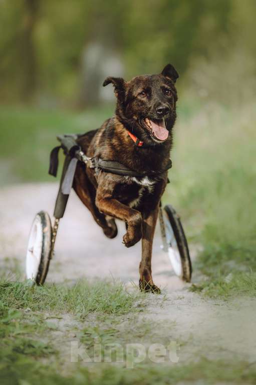 Собаки в Москве: Маленькая собачка-спинальник Кения в самые добрые руки Девочка, 1 руб. - фото 4