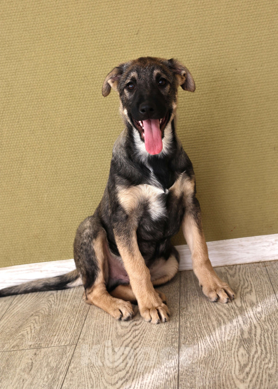 Собаки в Москве: Щенок в добрые руки бесплатно в Москве Мальчик, Бесплатно - фото 5