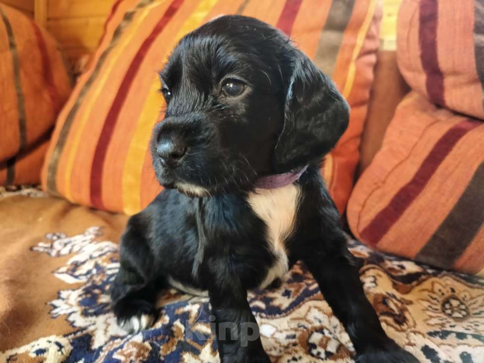 Собаки в других городах Московской области: Щенки английский кокер спаниель Мальчик, 22 000 руб. - фото 2