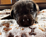 Собаки в Домодедово: Продаётся щенок лабрадора Девочка, 50 000 руб. - фото 1