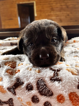 Объявление: Продаётся щенок лабрадора, 50 000 руб., Домодедово