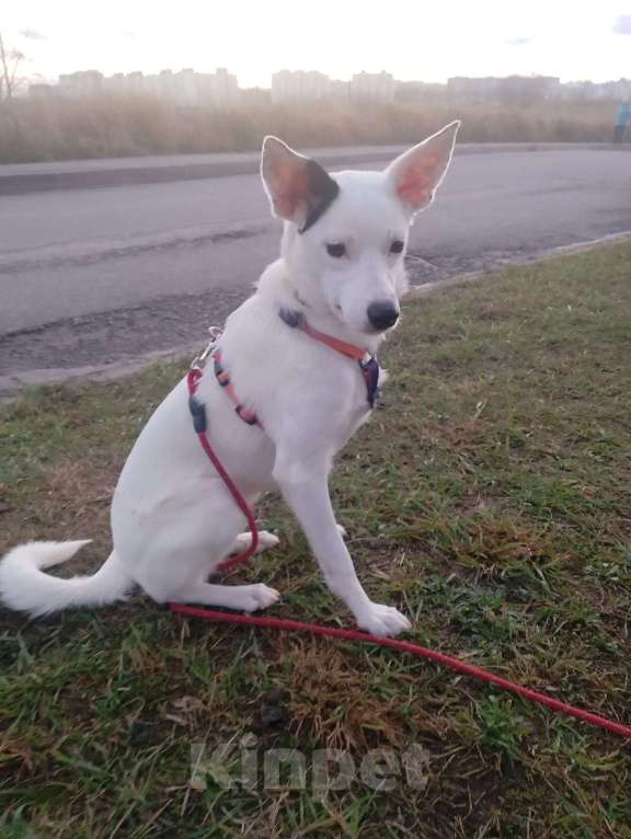 Собаки в Санкт-Петербурге: Очень красивая и добрая собака ищет дом Девочка, Бесплатно - фото 3