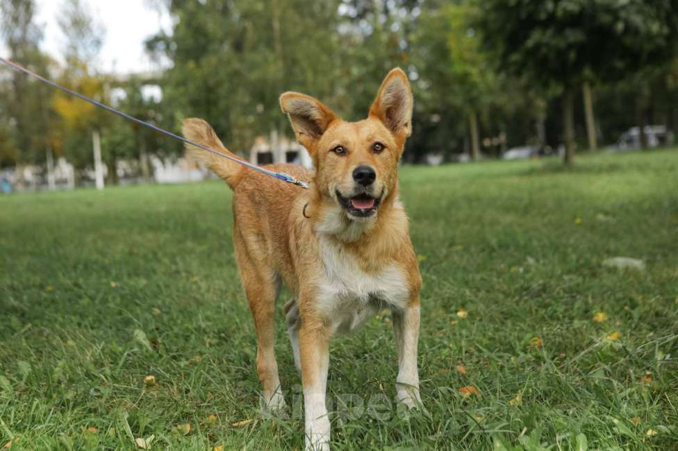 Собаки в Санкт-Петербурге: Совершенно чудесная, добрая и милая молодая собака Девочка, Бесплатно - фото 4