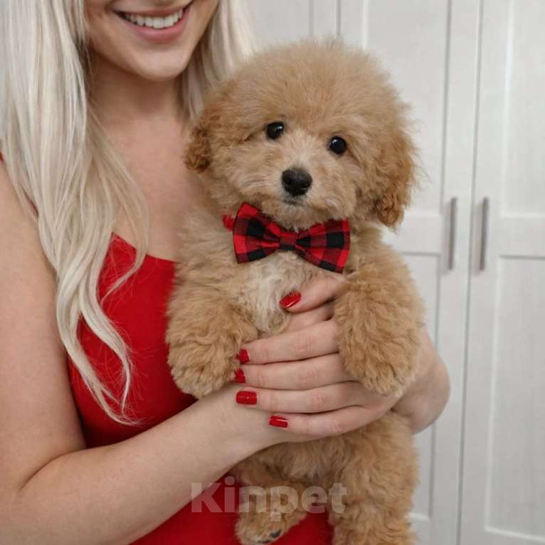 Собаки в Москве: Мальтипу мальчик Мальчик, 85 000 руб. - фото 3