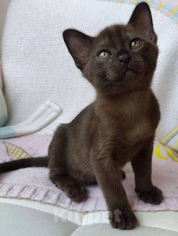 Кошки в Москве: Бурма-малыш ждёт свою семью Мальчик, 45 000 руб. - фото 3