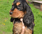 Собаки в Зеленограде: Английский кокер спаниель щенки Девочка, 45 000 руб. - фото 2