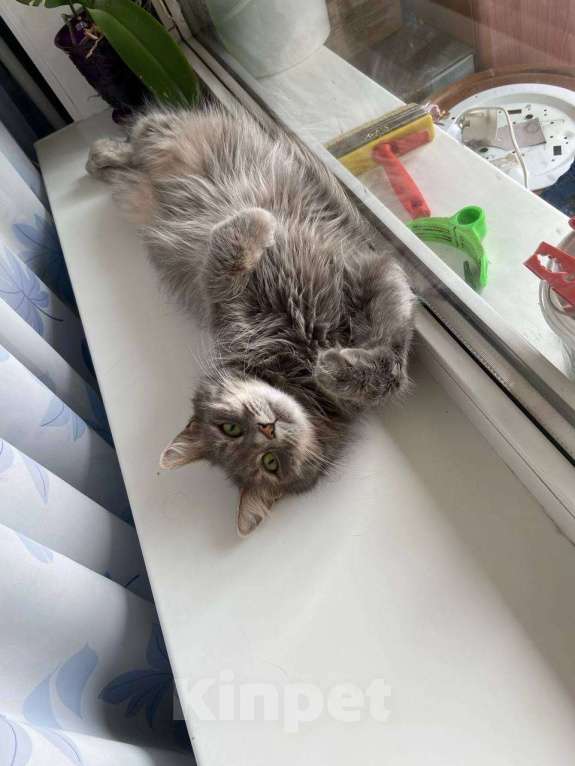 Кошки в Москве: Кошка Шаня в добрые руки  Девочка, Бесплатно - фото 2