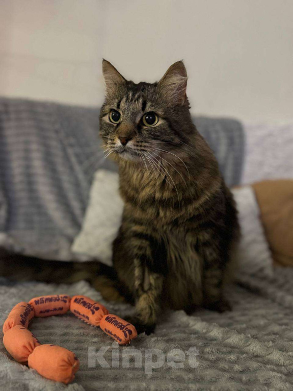 Кошки в Балашихе: Банзай Мальчик, Бесплатно - фото 1