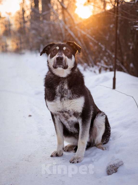 Собаки в Солнечногорске: Бывшедомашняя девочка в поисках новой семьи Девочка, Бесплатно - фото 6