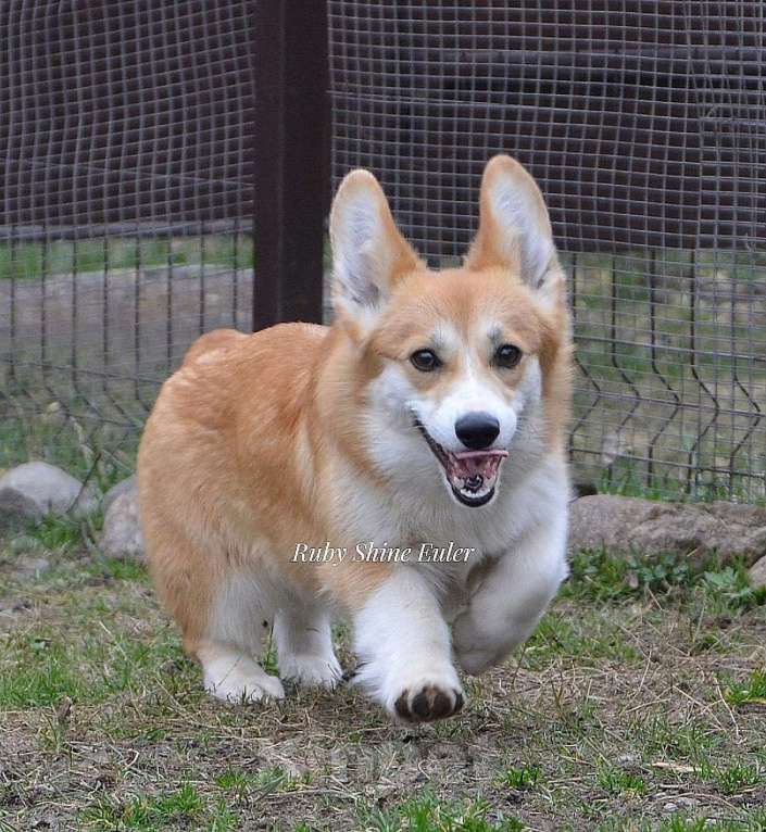 Собаки в Санкт-Петербурге: Девочка вельш корги пемброк Девочка, Бесплатно - фото 4
