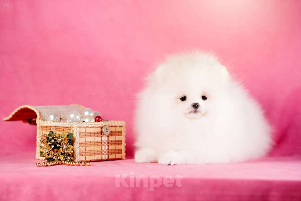 Собаки в Москве: Девочка бело-кремовая Девочка, 105 000 руб. - фото 7