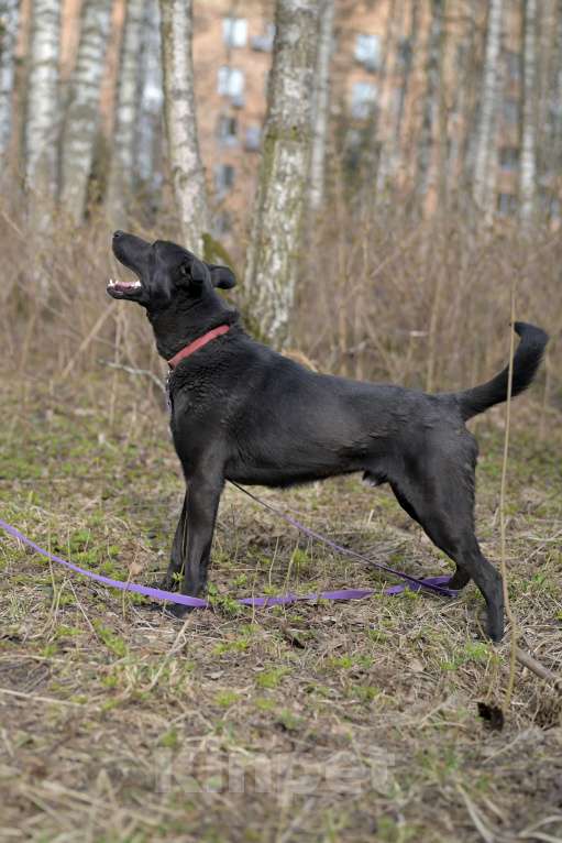 Собаки в Красногорске: Потрясающий Кинг ждёт хозяина в приюте  Мальчик, Бесплатно - фото 7