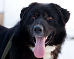 Собаки в Москве: Крупная собака ищет семью Мальчик, Бесплатно - фото 1