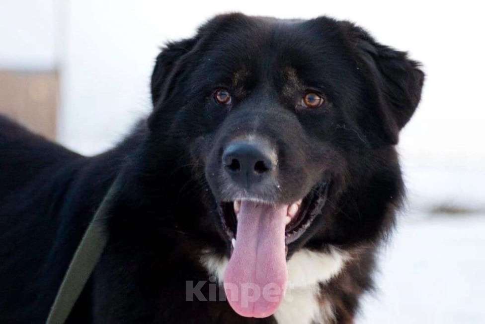 Собаки в Москве: Крупная собака ищет семью Мальчик, Бесплатно - фото 1