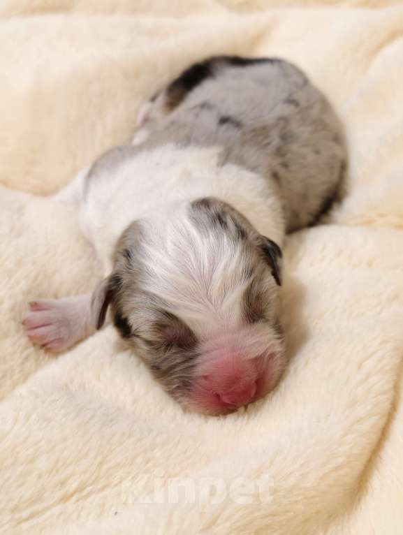 Собаки в Солнечногорске: Щенки австралийской овчарки/аусси Мальчик, 110 000 руб. - фото 1