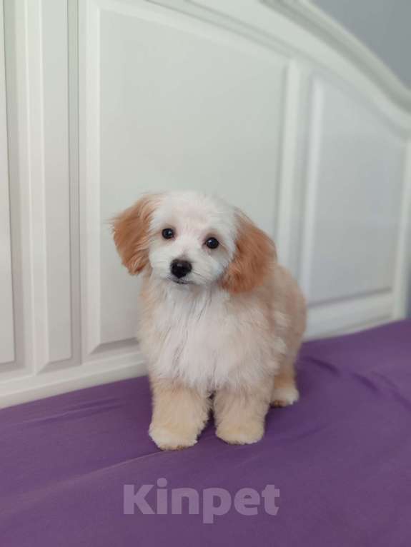 Собаки в Мытищах: Мальтипу F1 Мальчик, 80 000 руб. - фото 8