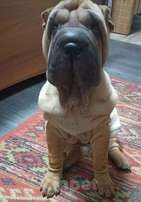 Собаки в Ленинске-Кузнецком: Красотка Изабелла , добрая, шустрая.  Девочка, Бесплатно - фото 3