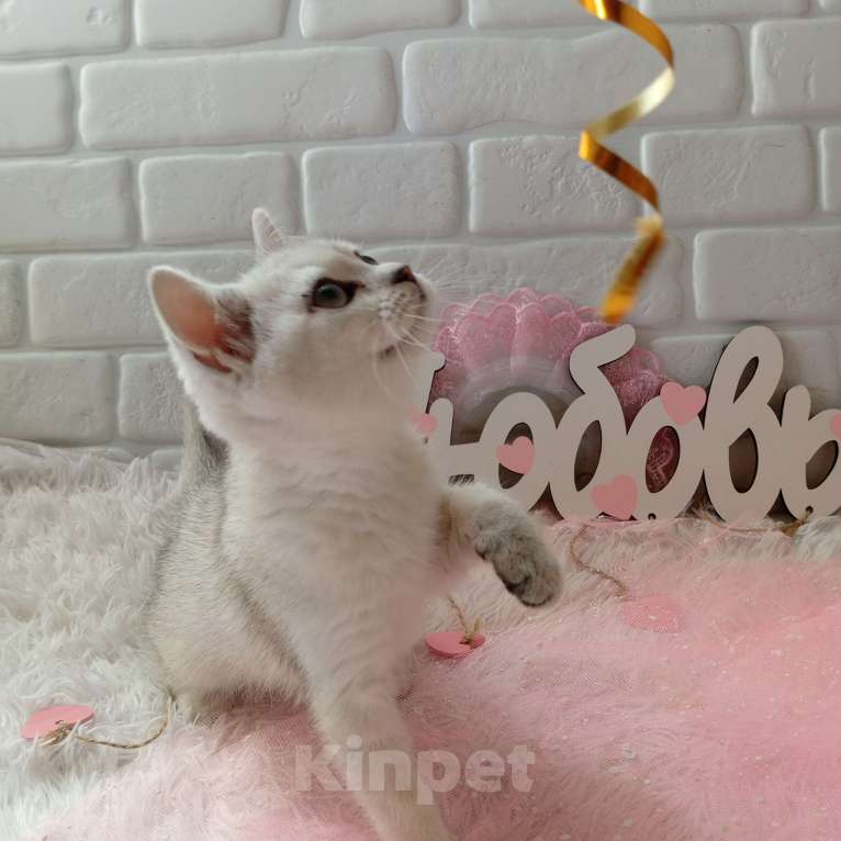 Кошки в Брянске: Снежная королева серебристая кошечка Девочка, 15 000 руб. - фото 10