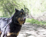 Собаки в Москве: Джонни Мальчик, Бесплатно - фото 2