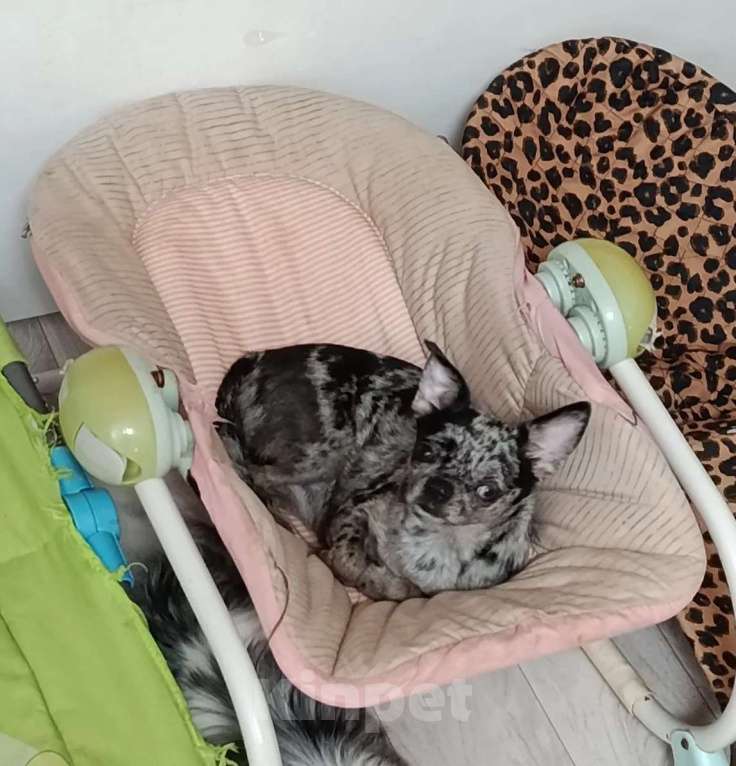 Собаки в Клине: Марьяна Девочка, 45 000 руб. - фото 1