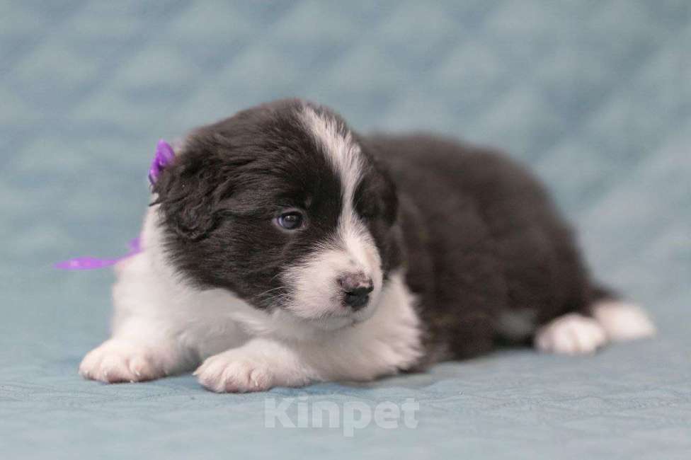 Собаки в Москве: Идеальный щеночек бордер-колли Мальчик, Бесплатно - фото 3