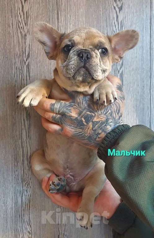 Собаки в Санкт-Петербурге: Щенки французского бульдога Мальчик, 35 000 руб. - фото 8