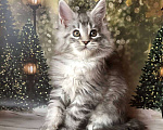 Кошки в Санкт-Петербурге: Котик мейн кун чёрный мраморный серебряный Мальчик, 45 000 руб. - фото 4